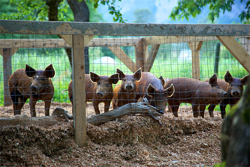 Pen pals: These pigs have all been organically fed.