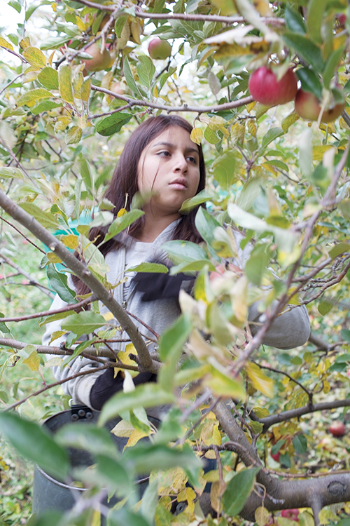 An apple a day… Zulema Lopez picks apples in Bear Lake, Mich., in the film The Harvest/La Cosecha, which will screen on campus this Monday. Photo © U. Roberto Romano
