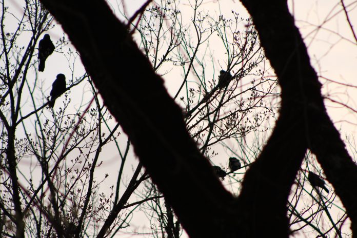 Crows in Park Blocks