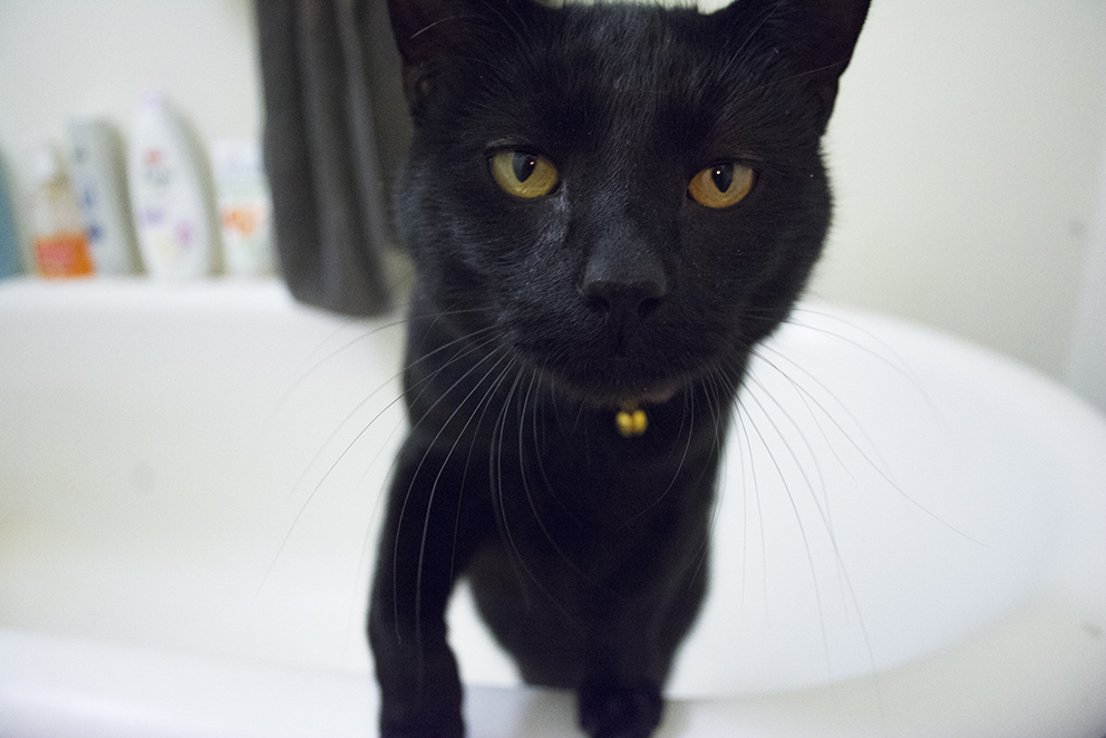10 little known facts about black cats