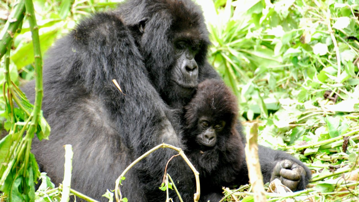 Mountain gorilla population on the rise Vanguard